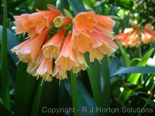 Clivia nobili 1 